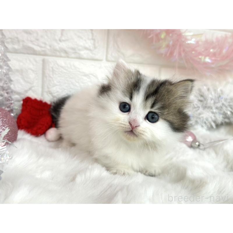 販売中の埼玉県のミヌエット(短足)-131844