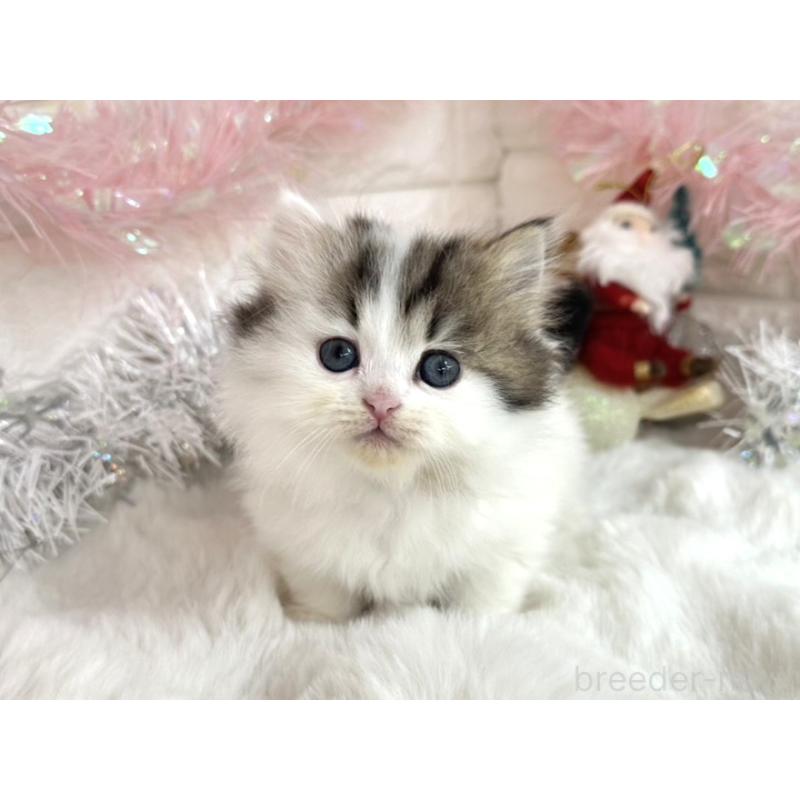 販売中の埼玉県のミヌエット(短足)-131844の6枚目