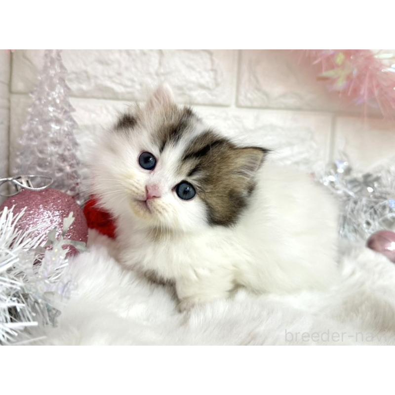 販売中の埼玉県のミヌエット(短足)-131844の5枚目