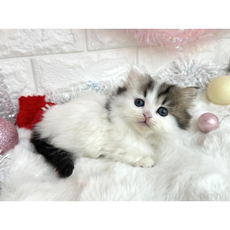 販売中の埼玉県のミヌエット(短足)-131844の4枚目