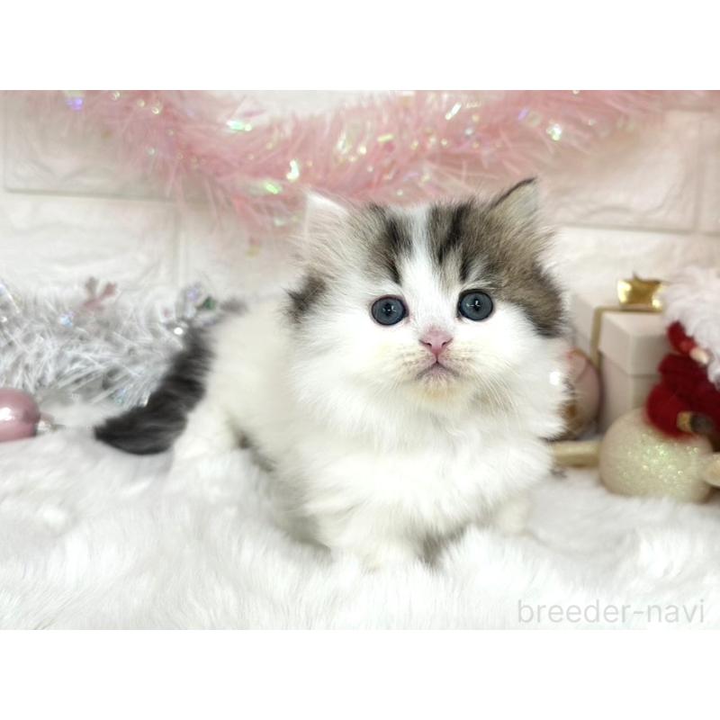 販売中の埼玉県のミヌエット(短足)-131844の3枚目