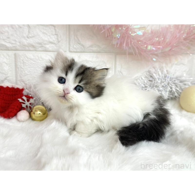 販売中の埼玉県のミヌエット(短足)-131844の2枚目