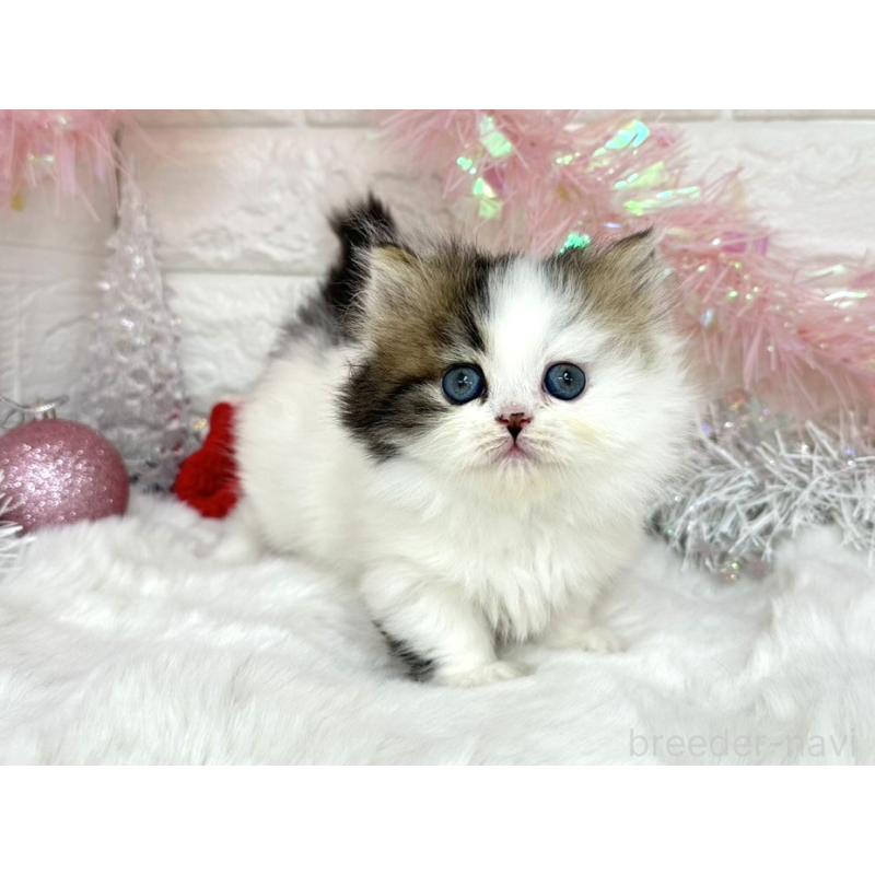 販売中の埼玉県のミヌエット(短足)-131845の6枚目