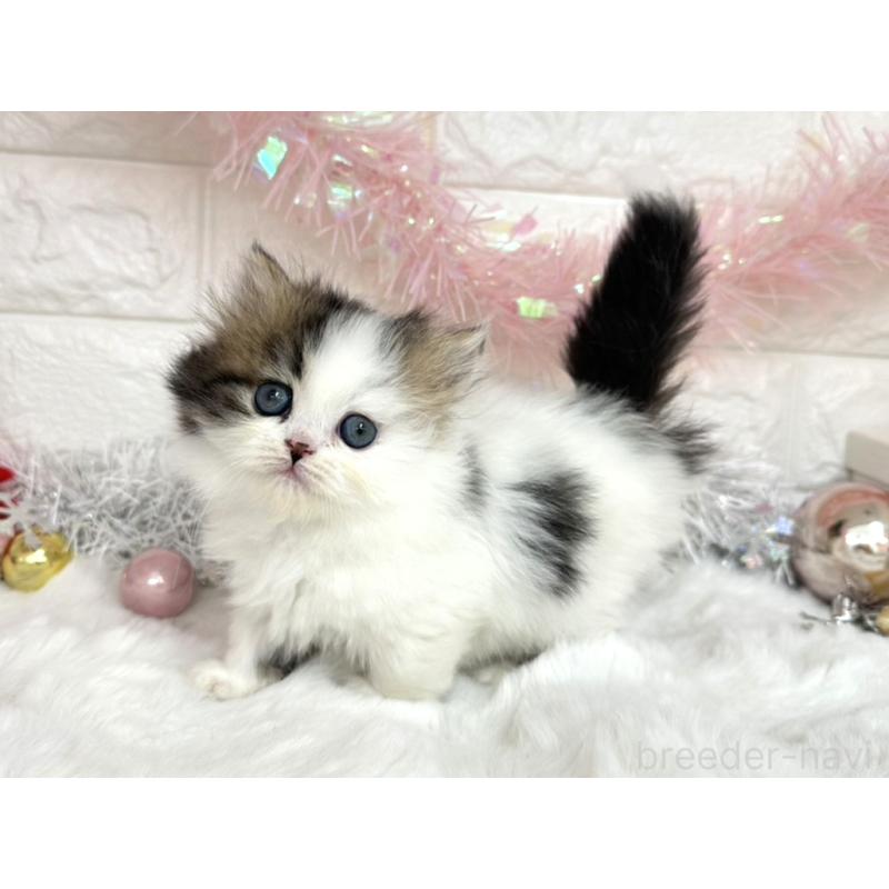 販売中の埼玉県のミヌエット(短足)-131845の5枚目