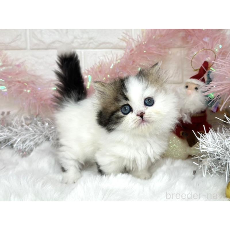 販売中の埼玉県のミヌエット(短足)-131845の4枚目