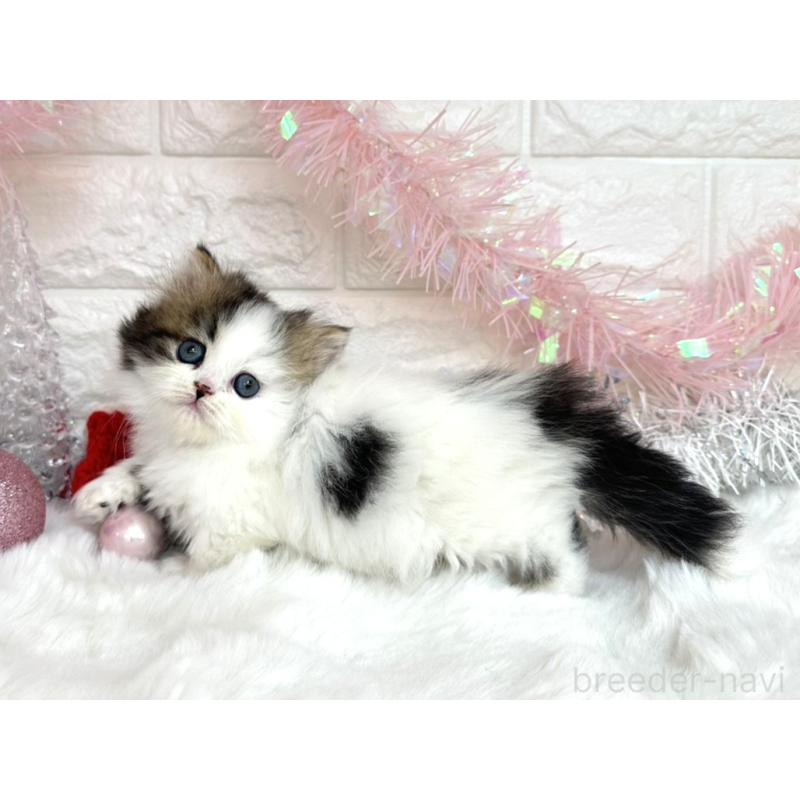 販売中の埼玉県のミヌエット(短足)-131845の3枚目