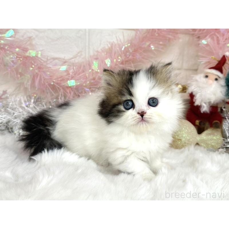 販売中の埼玉県のミヌエット(短足)-131845の2枚目