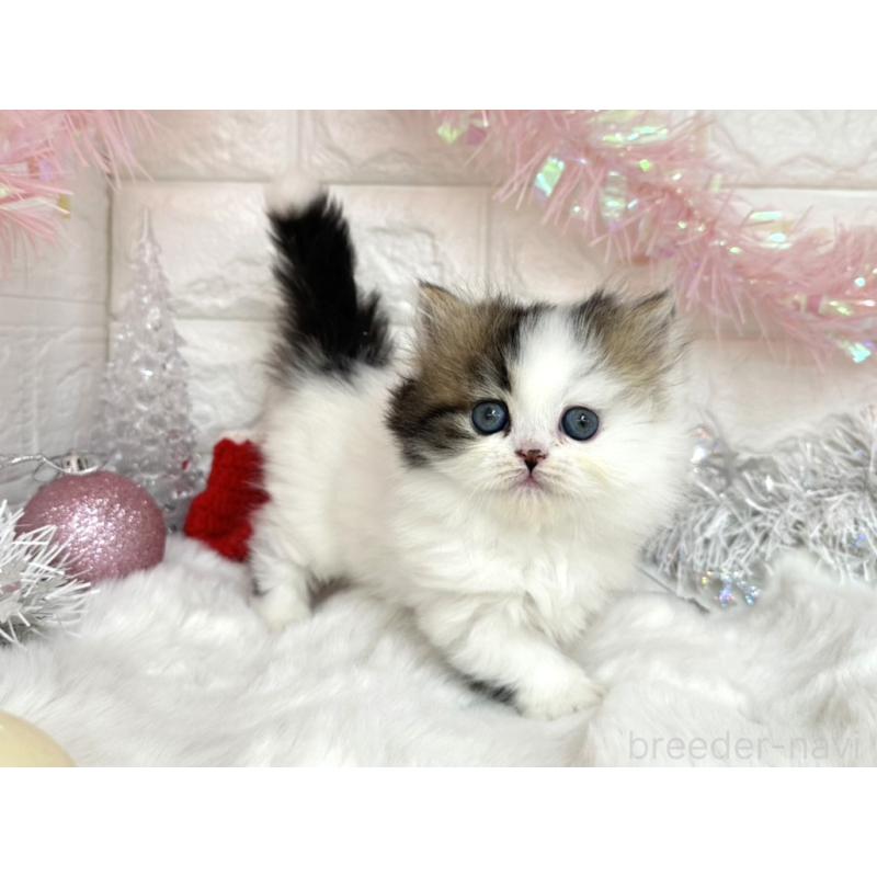 販売中の埼玉県のミヌエット(短足)-131845の1枚目