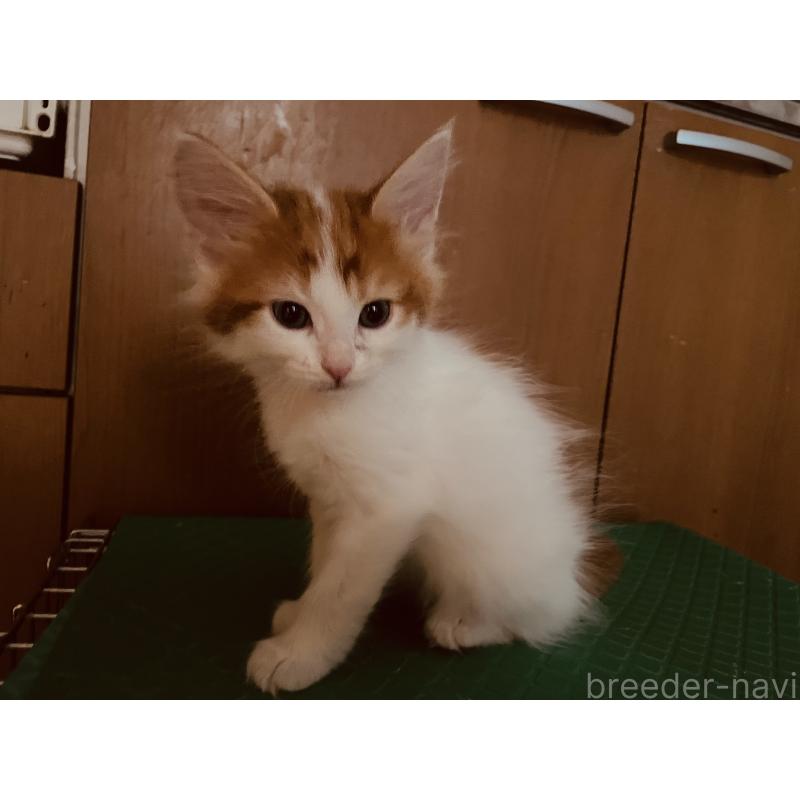 販売中の京都府のメインクーン-130637の5枚目