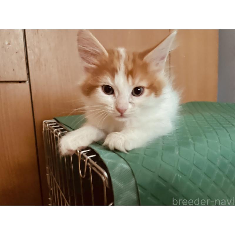 販売中の京都府のメインクーン-130637の2枚目