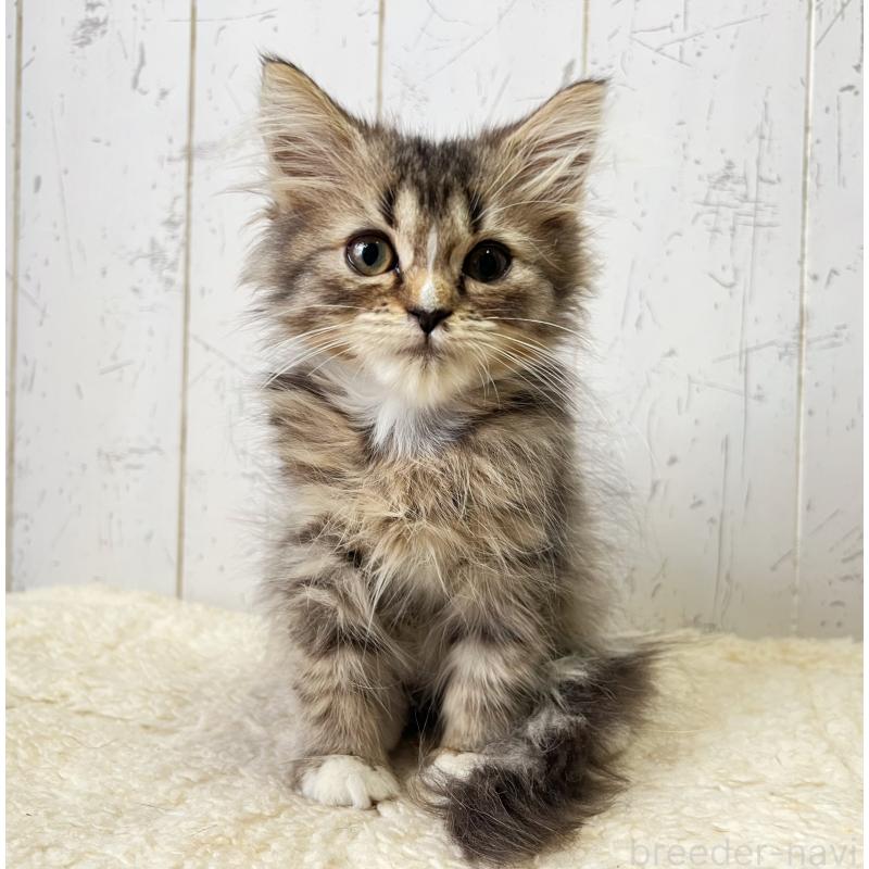 販売中の千葉県のミヌエット-131846の1枚目