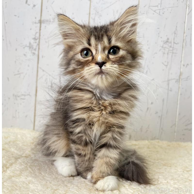 販売中の千葉県のミヌエット-131846の5枚目