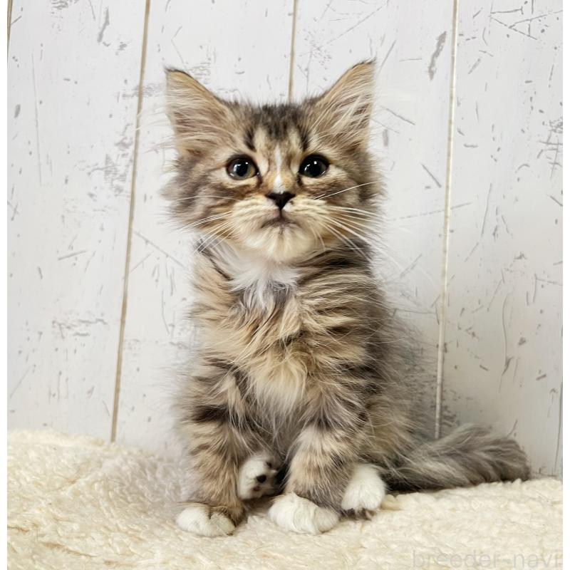 販売中の千葉県のミヌエット-131846の4枚目