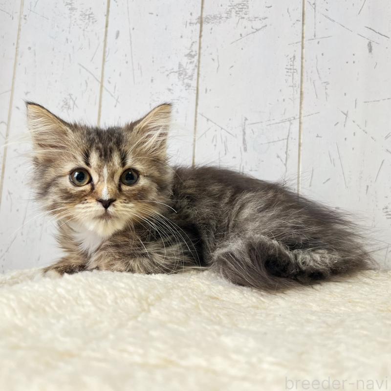 販売中の千葉県のミヌエット-131846の3枚目