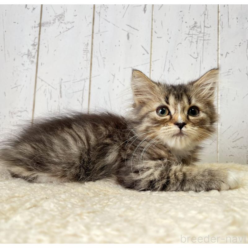 販売中の千葉県のミヌエット-131846の2枚目