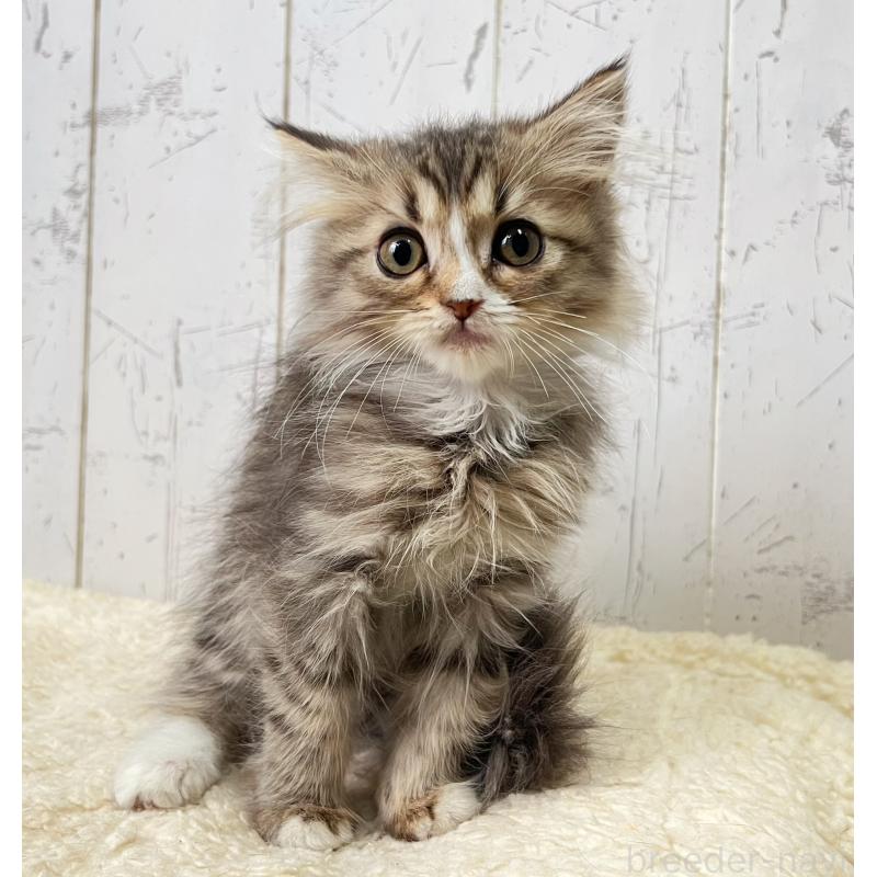 販売中の千葉県のミヌエット-131847