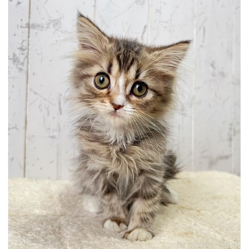 販売中の千葉県のミヌエット-131847の4枚目