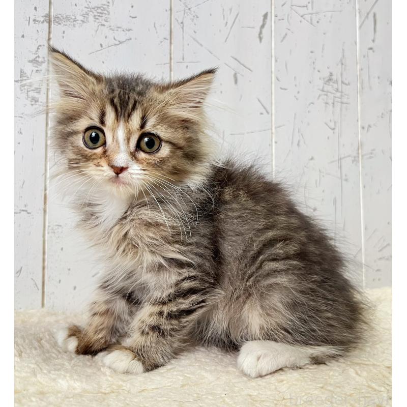 販売中の千葉県のミヌエット-131847の3枚目