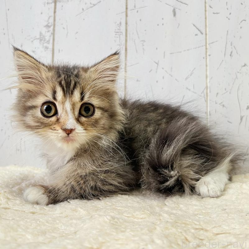 販売中の千葉県のミヌエット-131847の2枚目