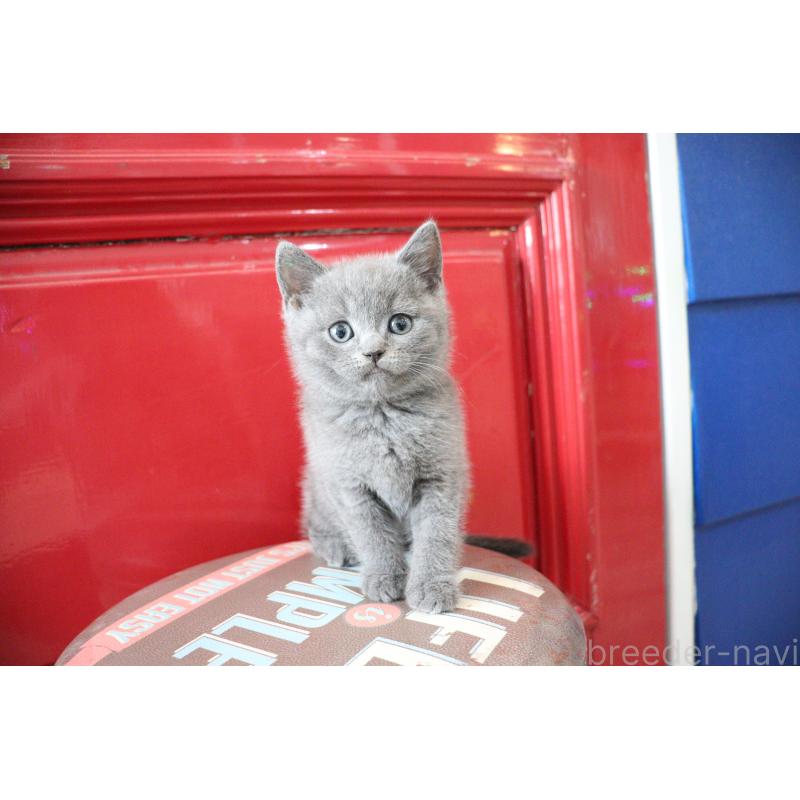 販売中の大阪府のブリティッシュショートヘア-130941