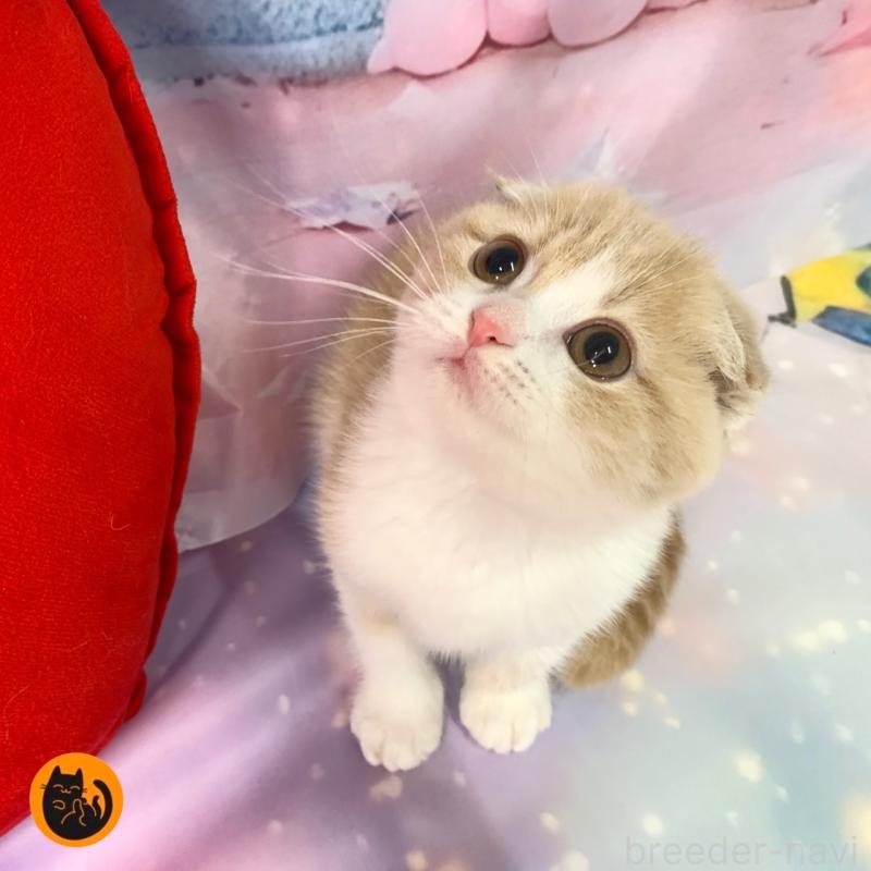 販売中の大阪府のスコティッシュフォールド(折れ耳)-128688の1枚目