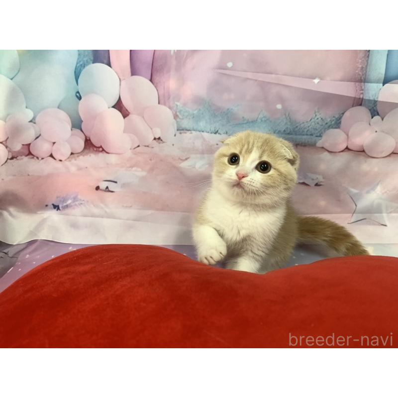 販売中の大阪府のスコティッシュフォールド(折れ耳)-128688の2枚目