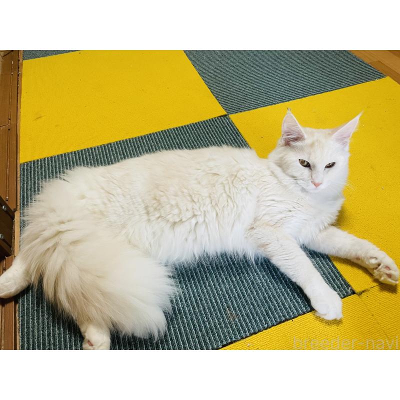 販売中の京都府のメインクーン-115104の3枚目