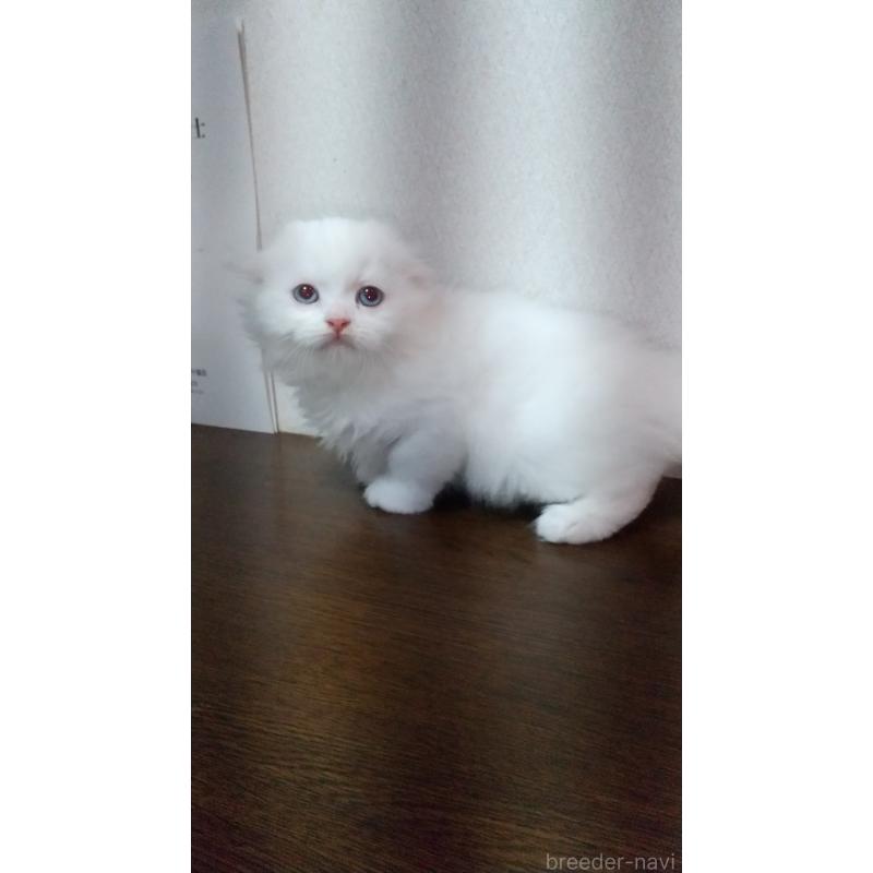 成約済の栃木県のスコティッシュフォールド-131274の6枚目