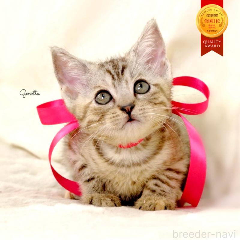 販売中の栃木県のジェネッタ-131405