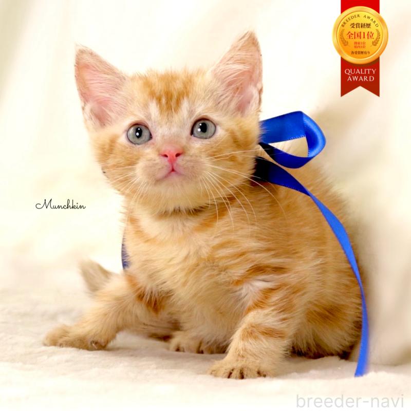 販売中の栃木県のマンチカン-131404