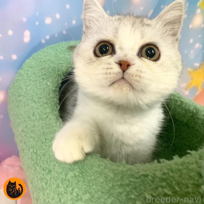 販売中の大阪府のスコティッシュフォールド-124632