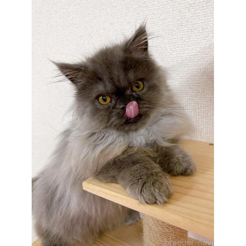 販売中の東京都のミヌエット(短足)-126290の5枚目