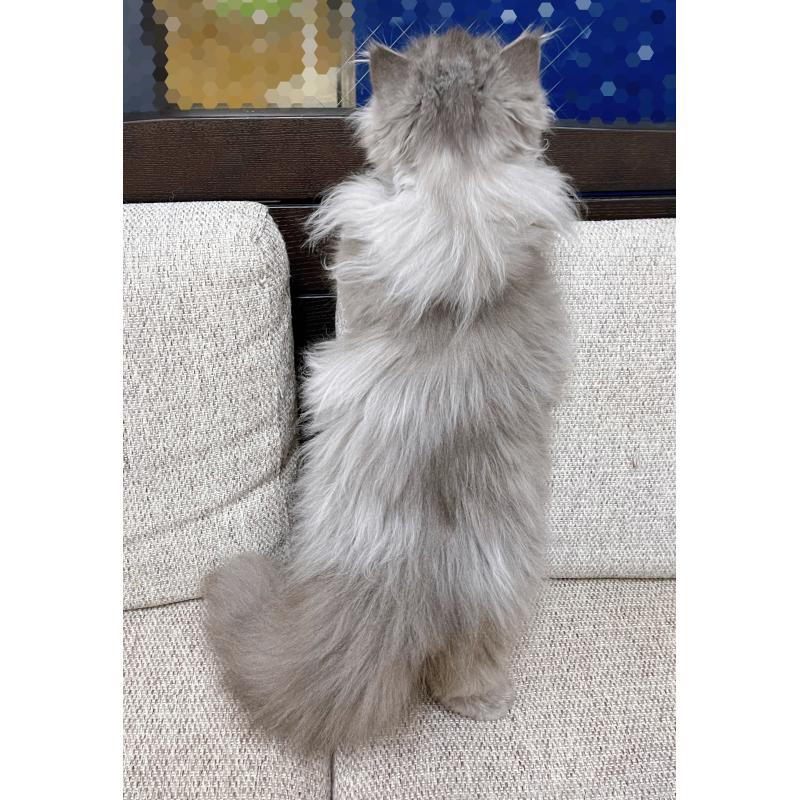 販売中の東京都のミヌエット(短足)-126290の4枚目