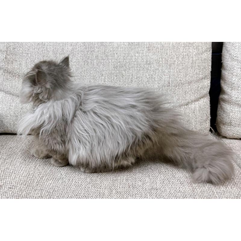 販売中の東京都のミヌエット(短足)-126290の3枚目