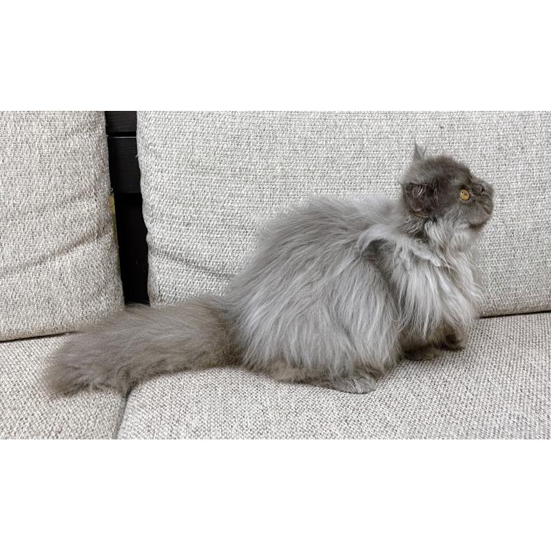 販売中の東京都のミヌエット(短足)-126290の2枚目