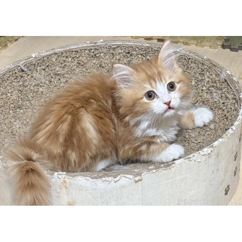 販売中の栃木県のマンチカン-131849の1枚目