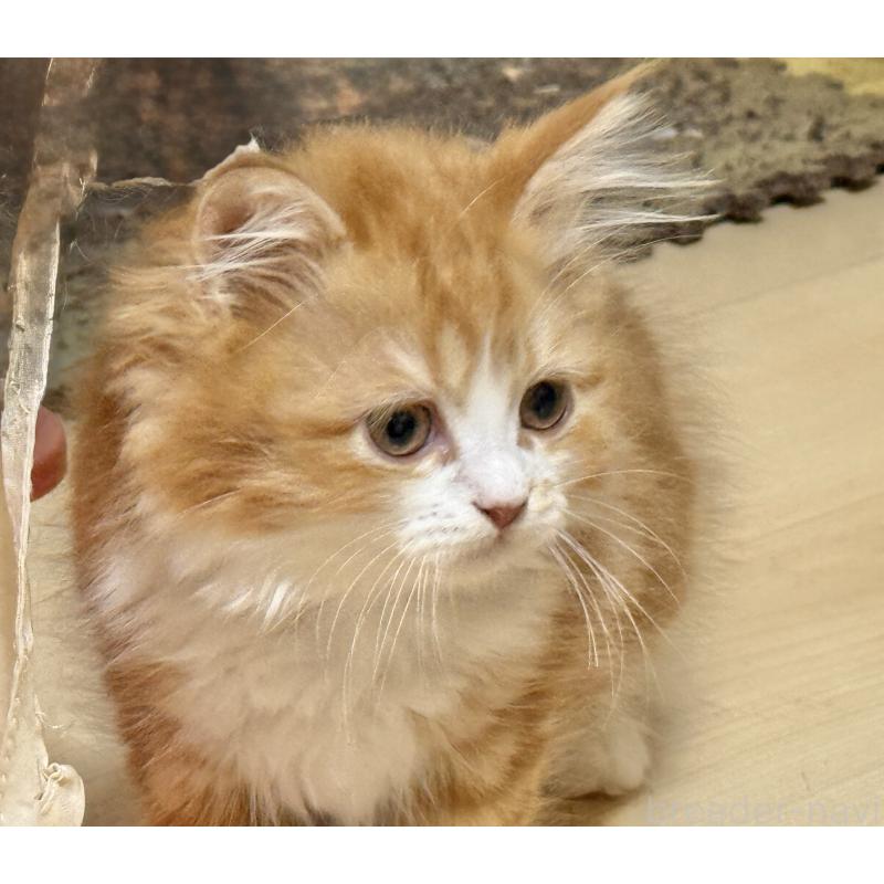 販売中の栃木県のマンチカン-131849の3枚目