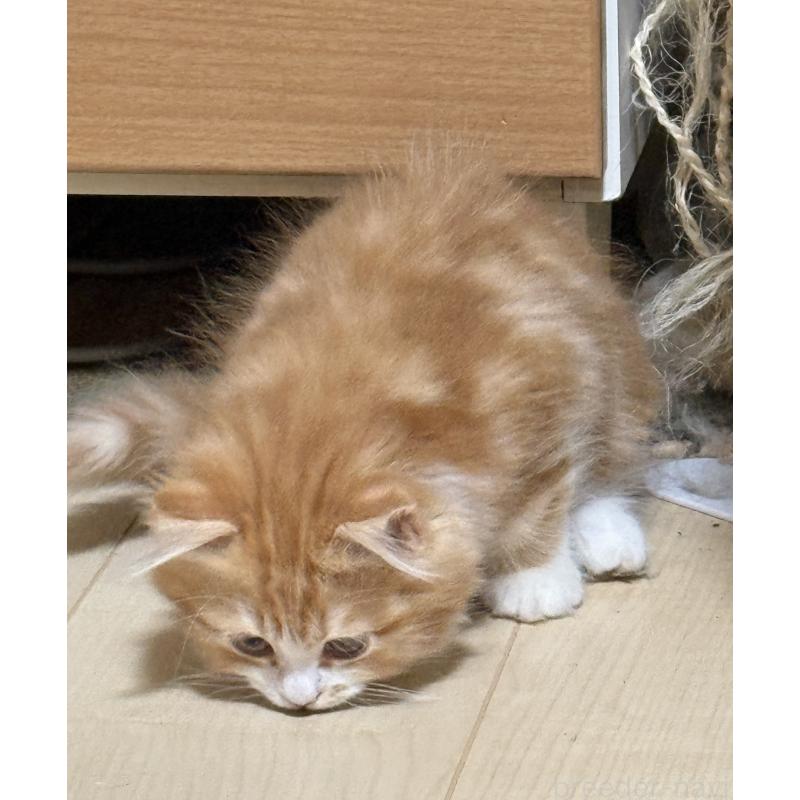 販売中の栃木県のマンチカン-131849の2枚目