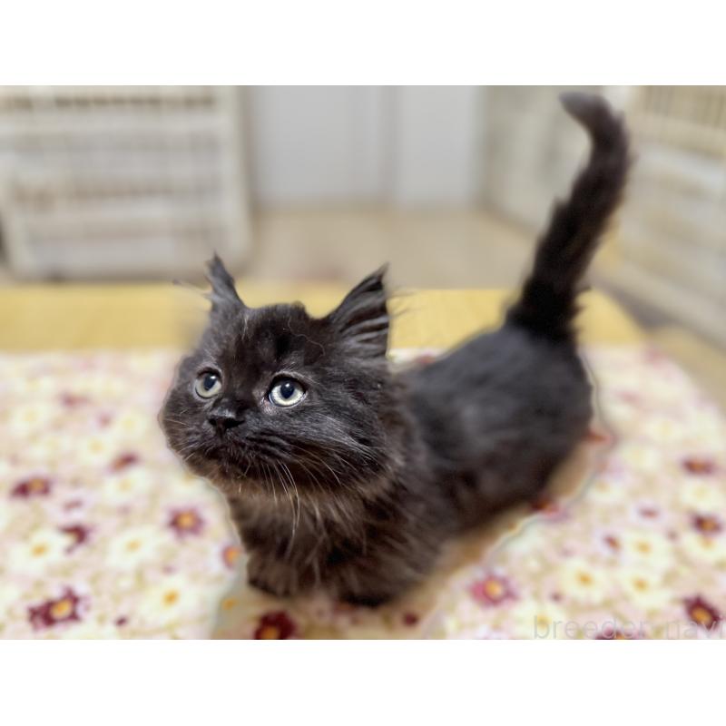 販売中の栃木県のマンチカン-131850