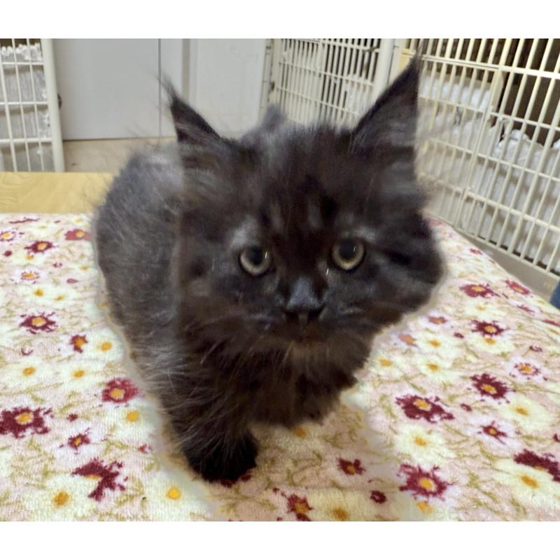 販売中の栃木県のマンチカン-131850の3枚目