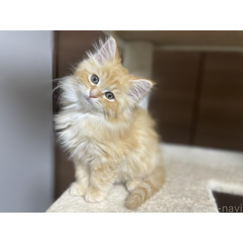 商談中の千葉県のサイベリアン-129140の10枚目