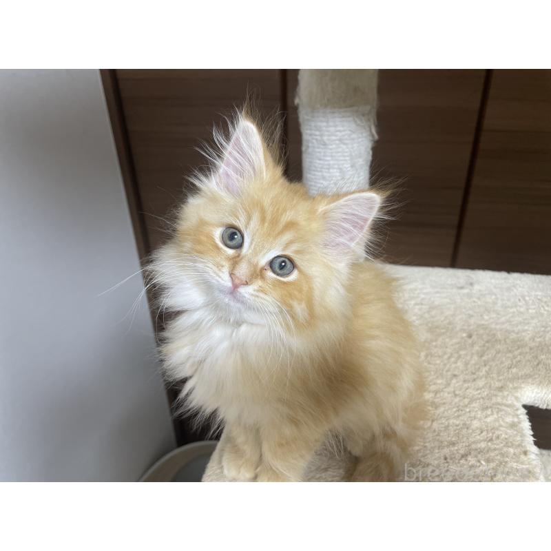 商談中の千葉県のサイベリアン-129140の9枚目