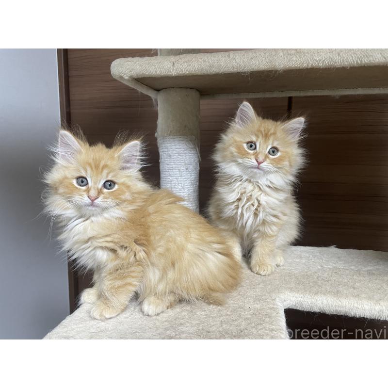 商談中の千葉県のサイベリアン-129140の8枚目