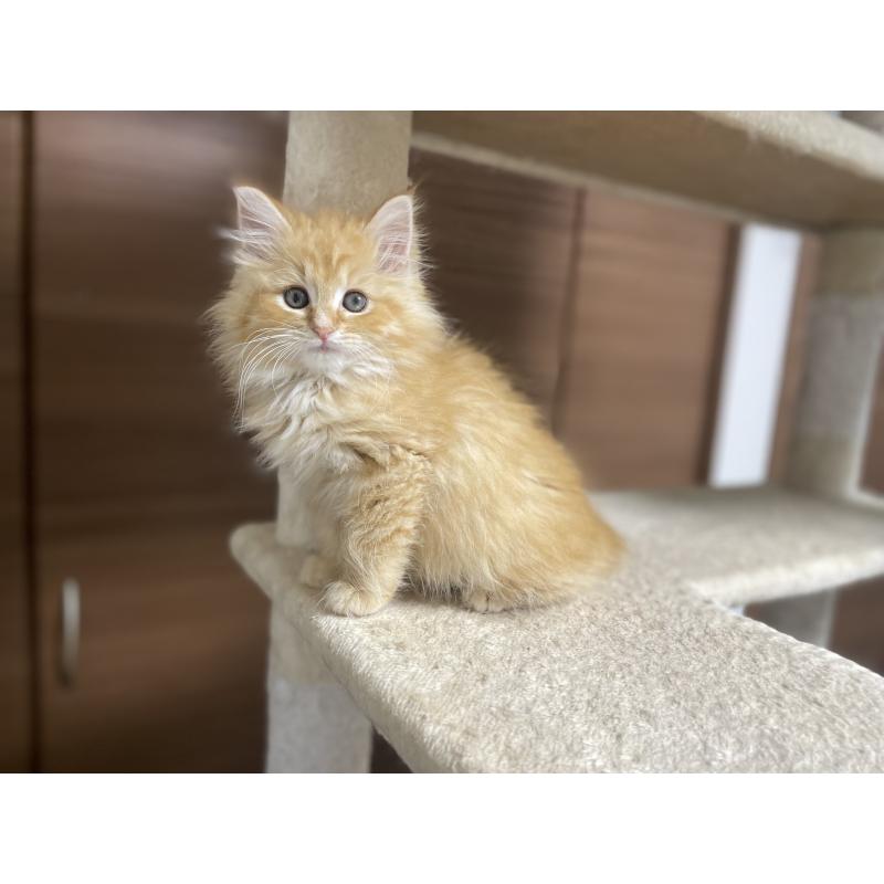 商談中の千葉県のサイベリアン-129140の7枚目