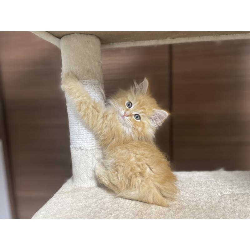 商談中の千葉県のサイベリアン-129140の6枚目