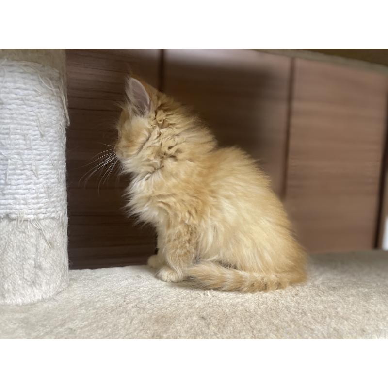 商談中の千葉県のサイベリアン-129140の5枚目