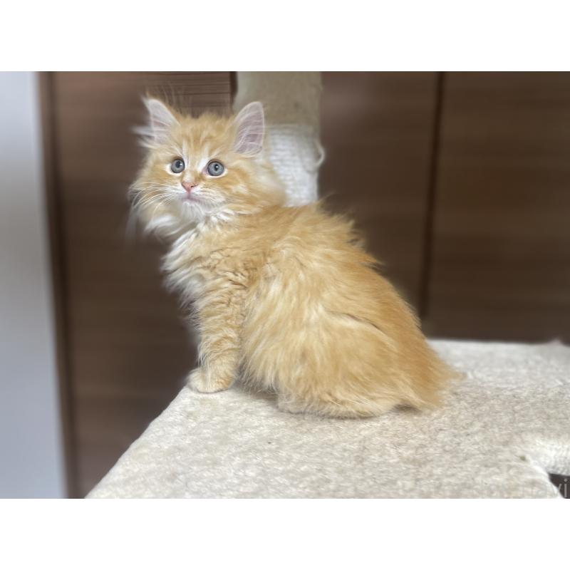 商談中の千葉県のサイベリアン-129140の4枚目