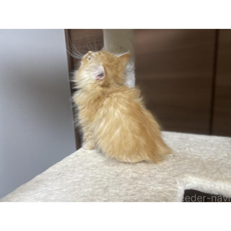 商談中の千葉県のサイベリアン-129140の3枚目