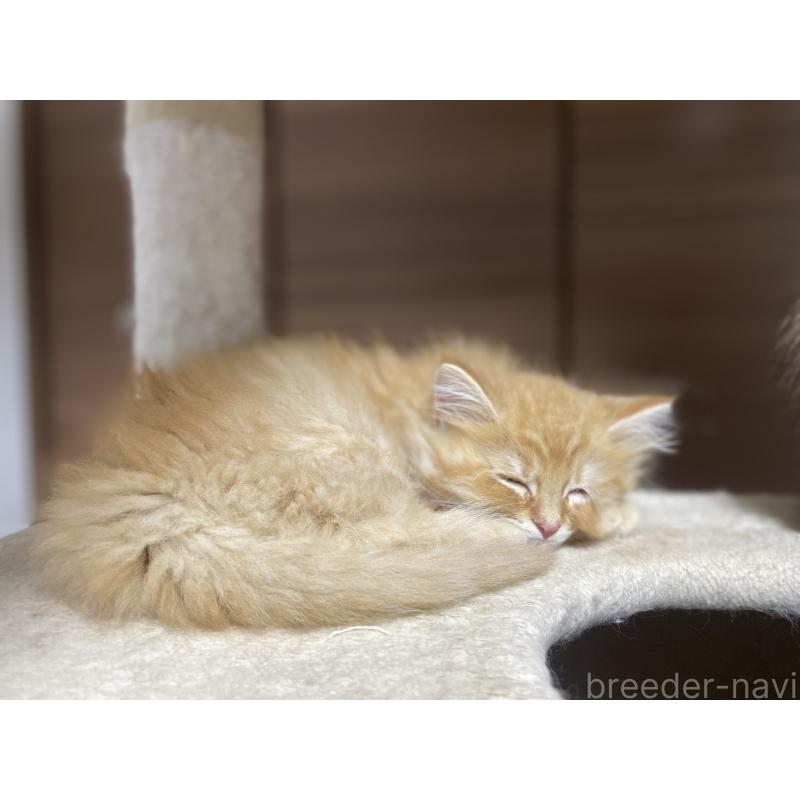 商談中の千葉県のサイベリアン-129140の2枚目