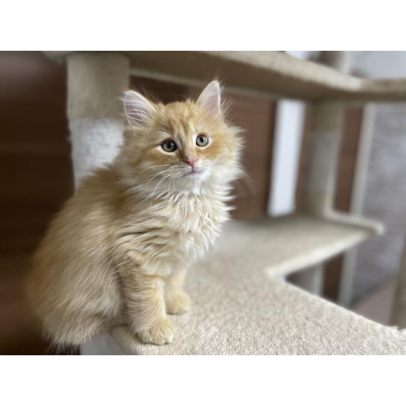 販売中の千葉県のサイベリアン-129142の9枚目